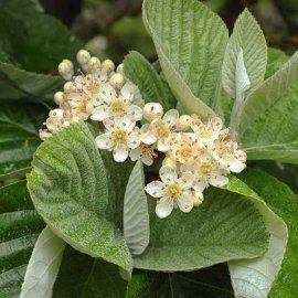 Sorbus aria 'Lutescens' (Whitebeam Tree)