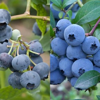 Nurseryman's Choice Blueberry Collection (2 plants) (image for) Nurseryman's Choice Blueberry Collection (2 plants)