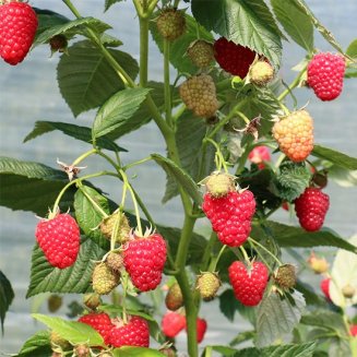 (image for) Raspberry 'Autumn Chef®'