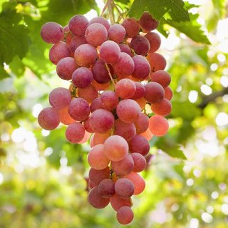 Grape Vine 'Suffolk Red' (Pot Grown)