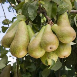 (image for) Pear Trees