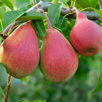 Sibley's Patio Pear 'Red Williams'