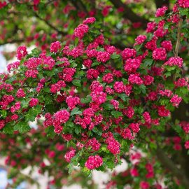 Crataegus laevigata 'Paul's Scarlet' (Hawthorn Tree)