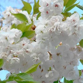 Prunus 'Shirotae' (Japanese Flowering Cherry)