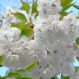 (image for) Prunus 'Shirotae' (Pot Grown) Japanese Flowering Cherry