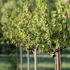 (image for) Standard Gooseberry 'Invicta' (3 Litre Pot)