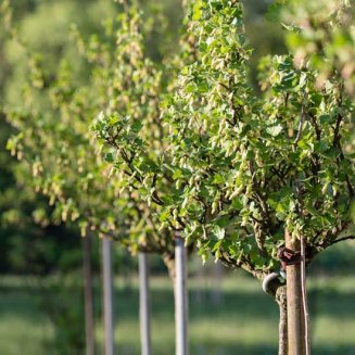 Standard Gooseberry 'Invicta' (Pot Grown)