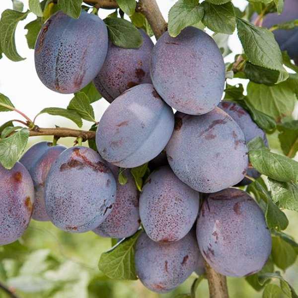 (image for) Plum Tree 'Haganta' for training