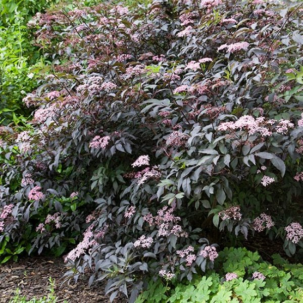 (image for) Elderberry Bush 'Black Beauty'