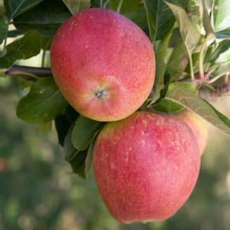 Apple Tree 'Kidd's Orange Red' (Pot Grown)