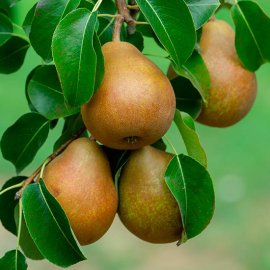 (image for) Cordon Pear 'Winter Nelis'