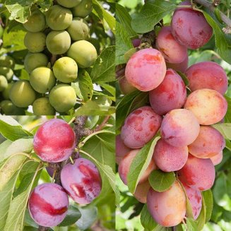 Cordon Plum & Gage Collection (3 Trees) (image for) Cordon Plum & Gage Collection (3 Trees)