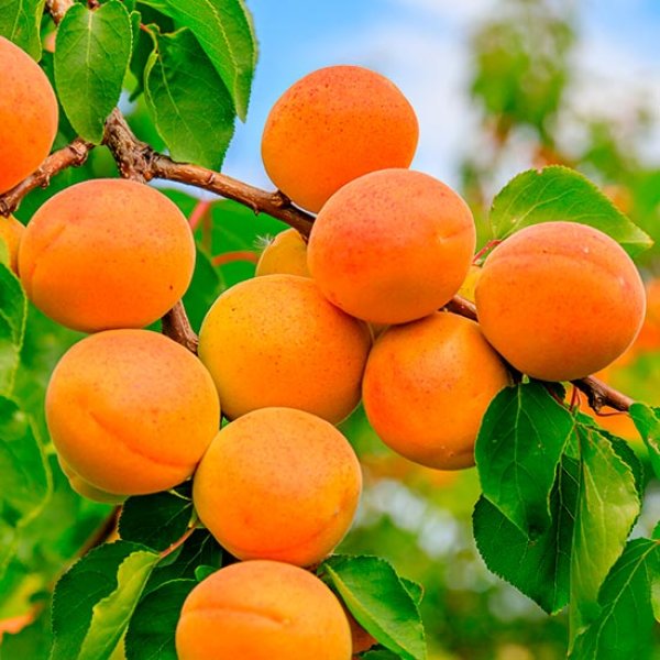 (image for) Apricot Tree 'Tros Oranje'