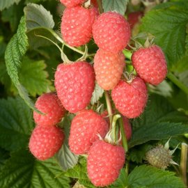 (image for) Raspberry 'Glen Lyon'