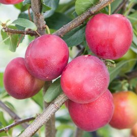 (image for) Cordon Mirabelle Plum 'Gypsy'
