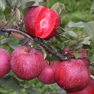 Apple Tree 'Tickled Pink'