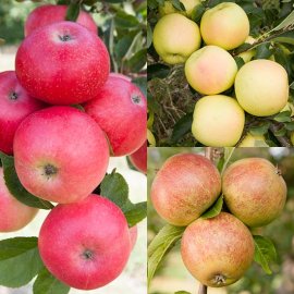 (image for) Long Season Cordon Apple Collection (3 Trees)