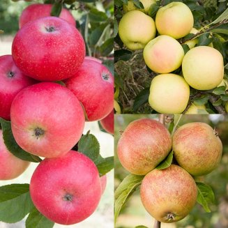 (image for) Long Season Cordon Apple Collection (3 Trees)