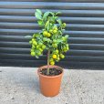 (image for) Calamondin Tree (Calamansi Lime)