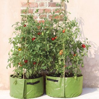 (image for) Tomato Three Cane Support Planter (pack of 2)
