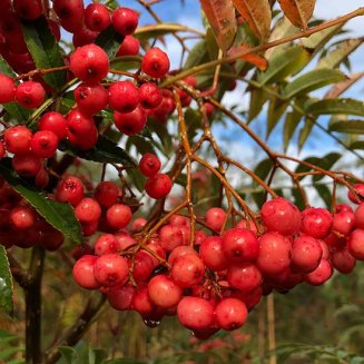 Sorbus vilmorinii (Vilmorin's Rowan Tree)