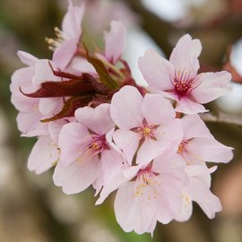 (image for) Prunus sargentii (Pot Grown) Flowering Cherry Tree
