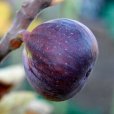 (image for) Standard Fig Tree \'Rouge de Bordeaux\'
