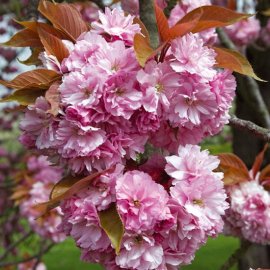 (image for) Prunus 'Kanzan' (Pot Grown) Flowering Cherry Tree