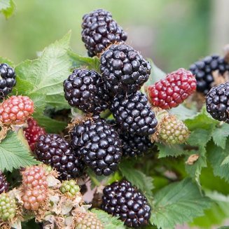 (image for) Blackberry Bush 'Adrienne'