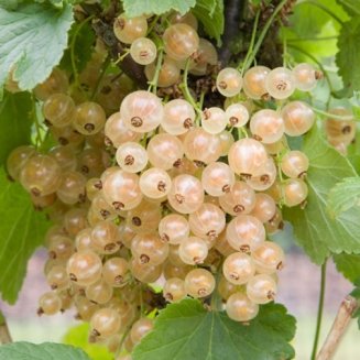 (image for) Whitecurrant Bush 'White Versailles' (3 litre pot)