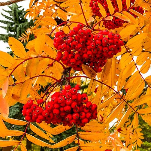 (image for) Sorbus aucuparia 'Sheerwater Seedling' (Mountain Ash Tree)