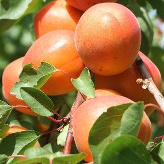 Sibley's Patio Apricot 'Tomcot'