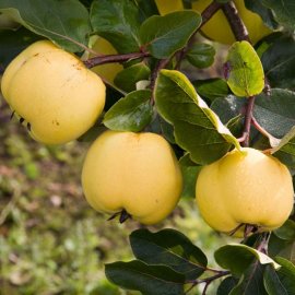 (image for) Quince Tree 'Serbian Gold'
