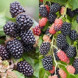 (image for) Long Season Blackberry Collection (2 plants)