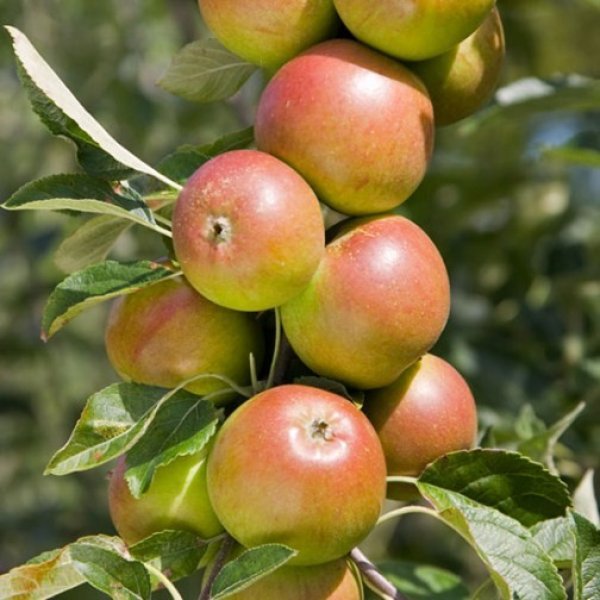 (image for) Apple Tree 'Cox self-fertile' for training