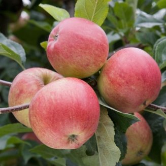 (image for) Apple Tree 'Gala'