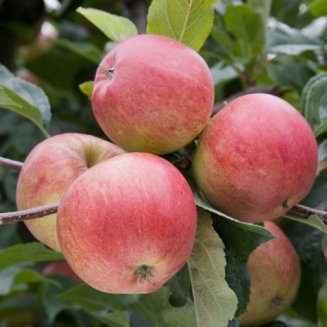 Apple Tree 'Gala'