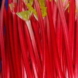 Rhubarb 'Champagne' (3 crowns)