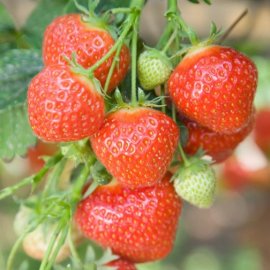Strawberry Plants 'Elsanta' (12 plants)