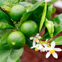 (image for) Citrus Trees