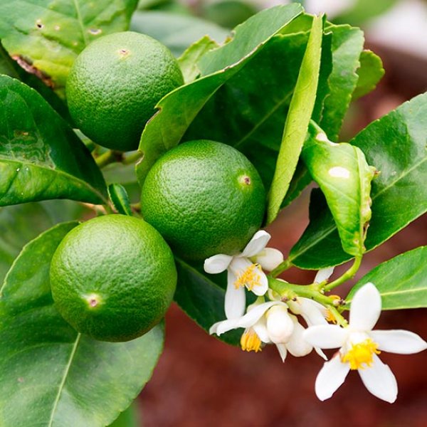Tahiti Lime Tree [CTR005] Pomona Fruits