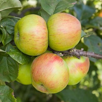 (image for) Cordon Apple 'Broadholme Beauty'