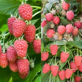 (image for) Summer & Autumn Raspberry Collection (15 canes)