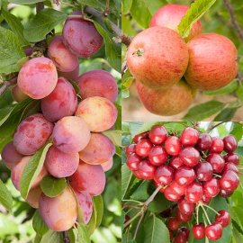 Cordon Apple, Plum & Cherry Collection (3 Trees)