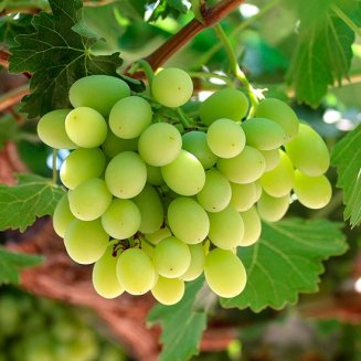 Grape Vine 'Thompson Seedless' (image for) Grape Vine 'Thompson Seedless'