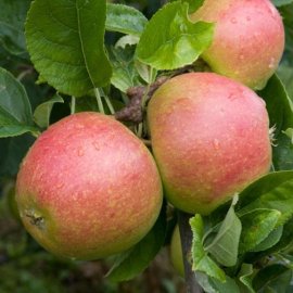Apple Tree 'Charles Ross' (Pot Grown)