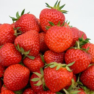 (image for) Strawberry Plants 'Renaissance' (12 plants)