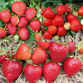 Summer Strawberry Plant Collection (18 plants)