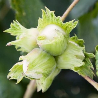 Cobnut Tree 'Cosford' (3 Litre Pot)