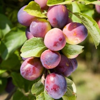 Cordon Plum 'Czar'